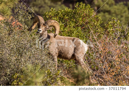Desert Bighorn Sheep Ram 37011794