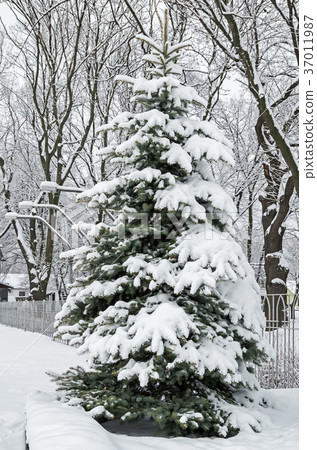 Snow-covered fir-tree 37011987