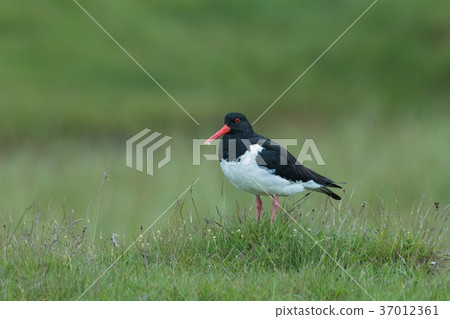 Eurasian oystercatcher, Haematopus ostralegus Eurasian oystercatcher, Haematopus ostralegus 37012361