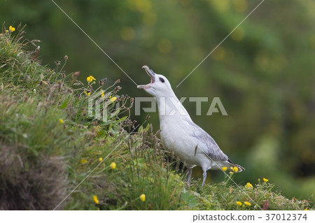 Fulmar, Fulmarus glacialis, sat on grassy slope on 37012374