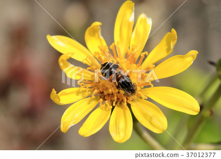 Hanaab和Tsubaki花 Hanaab和Tsubaki花 37012377