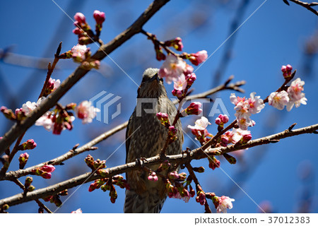 A wild bird perches on a branch of a cherry tree just beginning to bloom; the delicate flowers and the quiet bulbul stand out against the blue sky of Kita-Urawa Park. A wild bird perches on a branch of a cherry tree just beginning to bloom; the delicate flowers and the quiet bulbul stand out against the blue sky of Kita-Urawa Park. 37012383