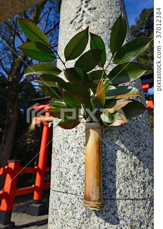 Fresh sakaki branches offered to the stone pillars; the vermilion torii gates and the green bamboo tubes standing in the solemn shrine grounds create a harmonious Japanese landscape. Fresh sakaki branches offered to the stone pillars; the vermilion torii gates and the green bamboo tubes standing in the solemn shrine grounds create a harmonious Japanese landscape. 37012384