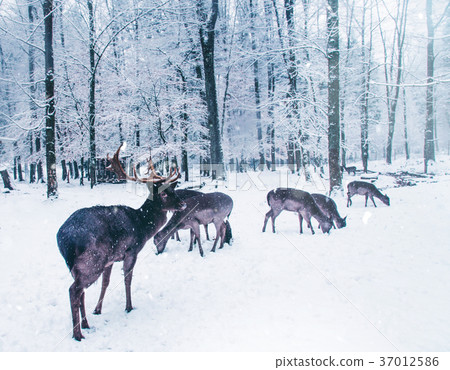 Winter wildlife landscape with young deer. Winter wildlife landscape with young deer. 37012586