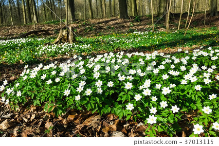 Wood Anemone (Anemone nemorosa) Blooming in Early Spring Forest Wood Anemone (Anemone nemorosa) Blooming in Early Spring Forest 37013115