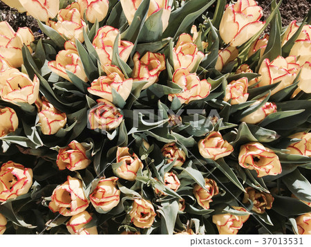 Tulip flowers as a background 37013531