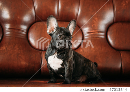 Young Black French Bulldog Dog Puppy With White Young Black French Bulldog Dog Puppy With White 37013844