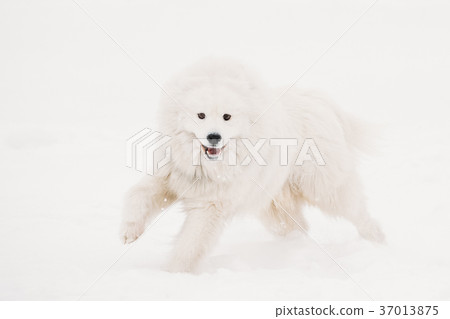 Funny Young White Samoyed Dog Or Bjelkier, Smiley 37013875
