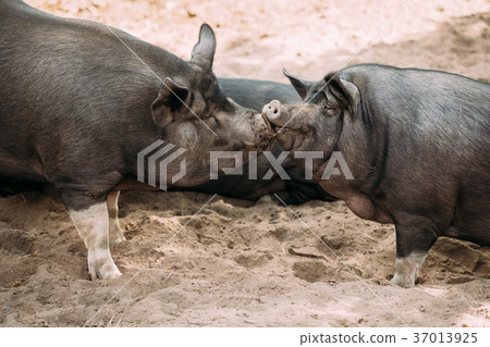 Two Household Pigs Enjoys Kissing Each Other In Two Household Pigs Enjoys Kissing Each Other In 37013925