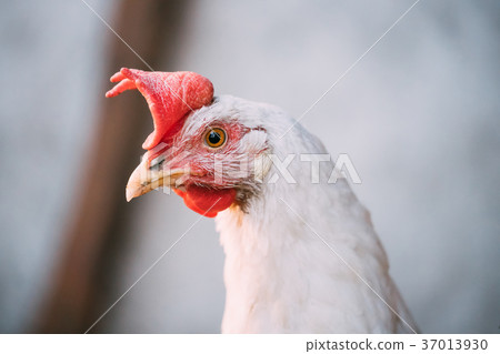 Close Up White Chicken In Rustic Farm Yard Close Up White Chicken In Rustic Farm Yard 37013930