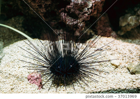 Sea Urchin Or Urchin Or Sea Hedgehog Diadema Sea Urchin Or Urchin Or Sea Hedgehog Diadema 37013969