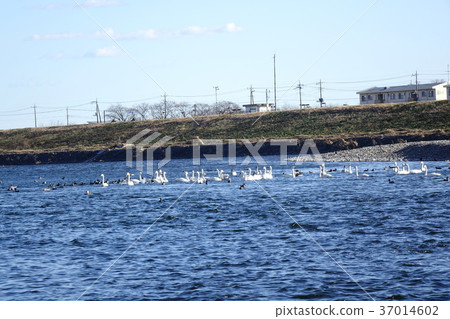 Tamamura Town Iwakura Bridge的天鵝 Tamamura Town Iwakura Bridge的天鵝 37014602