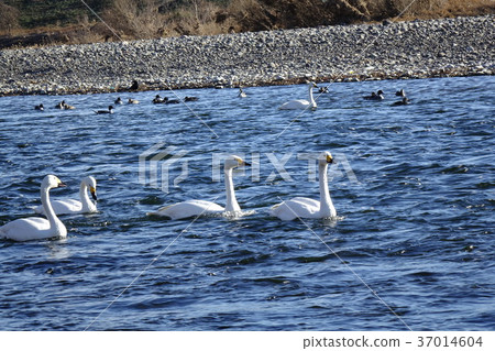 Tamamura Town Iwakura Bridge的天鵝 37014604