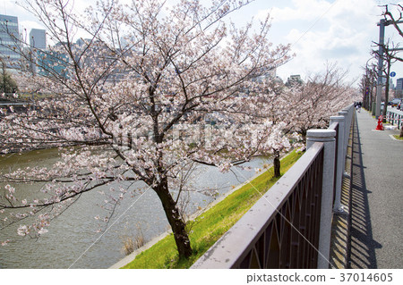 外灘櫻花（從市谷到飯田橋） 37014605