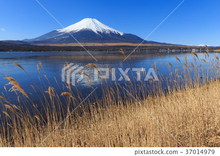 山中湖_死草和富士山 37014979