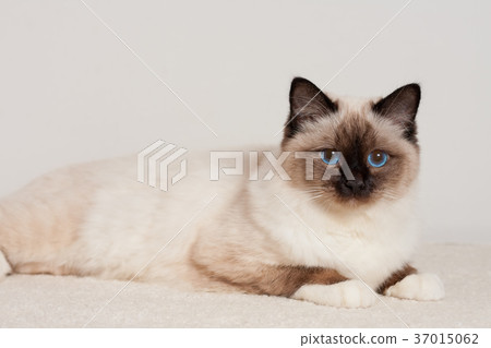 A seal point Birman cat, male is lying on carpet A seal point Birman cat, male is lying on carpet 37015062