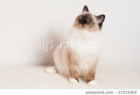 A seal point Birman cat, is sitting on carpet A seal point Birman cat, is sitting on carpet 37015069