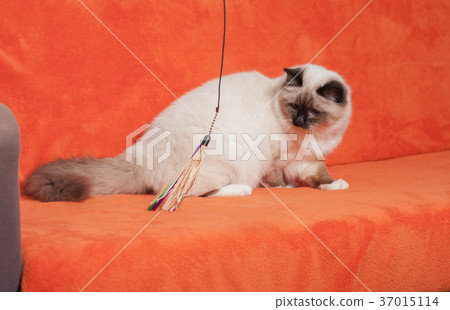 A  Birman cat,  male  is sitting on sofa 37015114