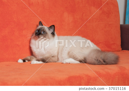 A seal point Birman cat,  male is lying  on sofa 37015116