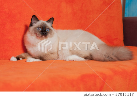 A seal point Birman cat,  male is lying  on sofa 37015117