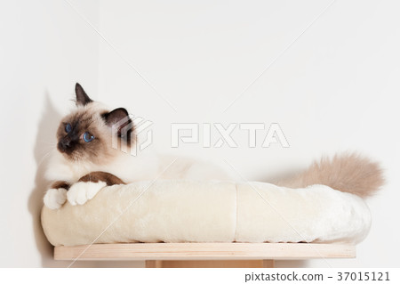 A Birman cat, male is lying on cat shelf A Birman cat, male is lying on cat shelf 37015121