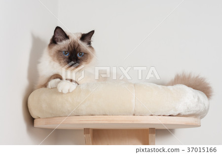 A Birman cat, male  is lying on cat shelf 37015166