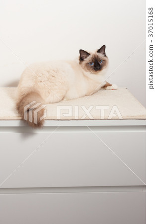 A  Birman cat, male sitting on  chest of drawers 37015168