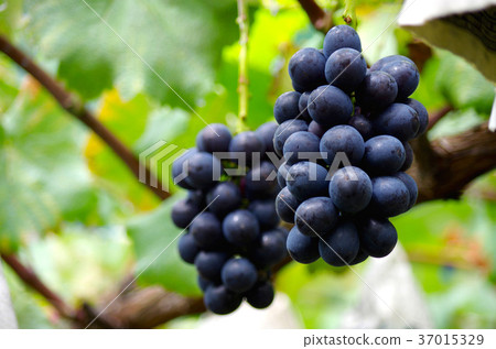 Nagano Purple Nagano Purple 37015329