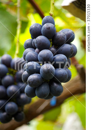 長野紫 長野紫 37015330