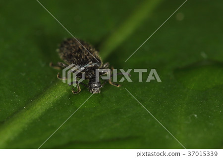 生物昆蟲Ururochamfida，巧妙的獨特面孔。甲蟲有共同的面孔嗎？ 37015339