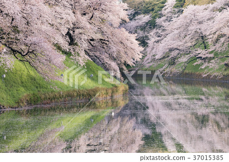 東京_櫻花盛開Chidorigafuchi 37015385