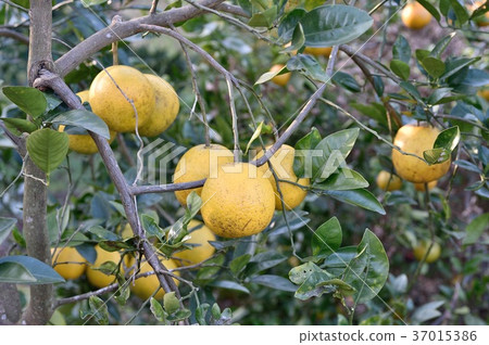 Kawachi Bankan（河內晚餐） 37015386