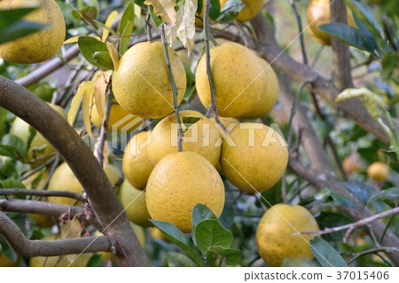 Kawachi Bankan（河內晚餐） 37015406