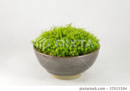 Kosugigoke Kosugigoke 37015584
