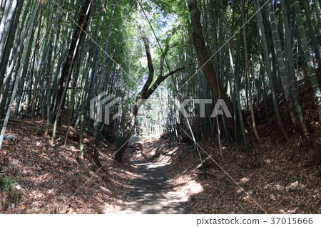 Takiyama Castle entrance 37015666