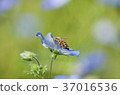Nemophila 37016536