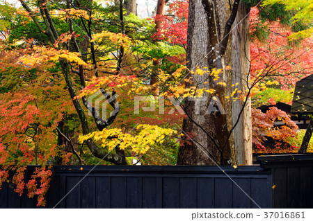 The autumn Kakunoda samurai house 37016861