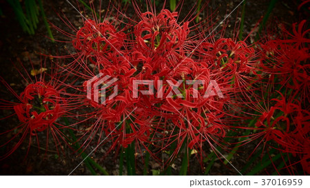 Cluster amaryllis Cluster amaryllis 37016959
