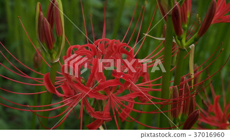 Cluster amaryllis Cluster amaryllis 37016960