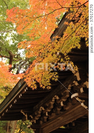 Nakajakumon of Toso-ji Temple (Matsudo City, Chiba Prefecture) 37017270