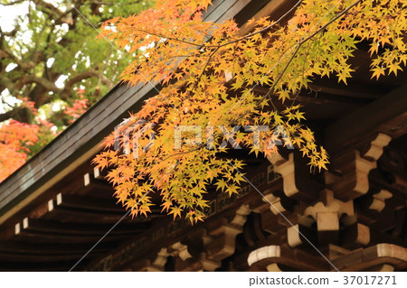 Toso-ji寺的Nakajakumon(千葉縣松戶市) Toso-ji寺的Nakajakumon(千葉縣松戶市) 37017271