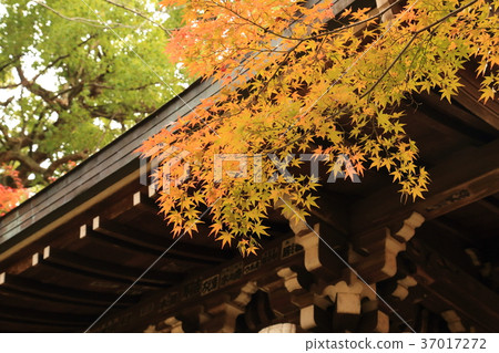 Toso-ji寺的Nakajakumon（千葉縣松戶市） 37017272