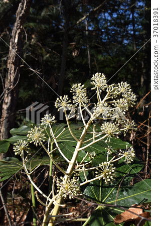 累積獎金的年輕果實 累積獎金的年輕果實 37018391