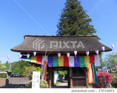 青梅市鹽船觀音三門杜鵑花節 37018663