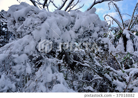 雪景,下雪,鄉野,視野,山,冬季,冬天,森林,樹,臺灣,桃園,新鮮,自然 雪景,下雪,鄉野,視野,山,冬季,冬天,森林,樹,臺灣,桃園,新鮮,自然 37018882