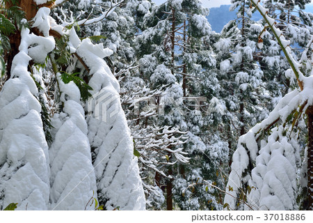 Snow, snowing, countryside, horizon, mountain, winter, winter, forest, tree, taiwan, peach garden, fresh, nature Snow, snowing, countryside, horizon, mountain, winter, winter, forest, tree, taiwan, peach garden, fresh, nature 37018886