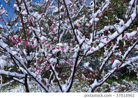 雪景,下雪,鄉野,視野,山,冬季,冬天,森林,樹,臺灣,桃園,新鮮,自然 37018902