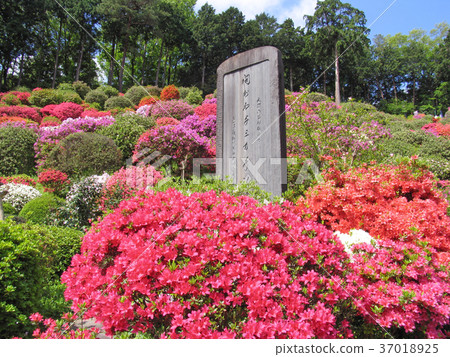 Ome City Shiofune Kannon Azalea Festival 37018925
