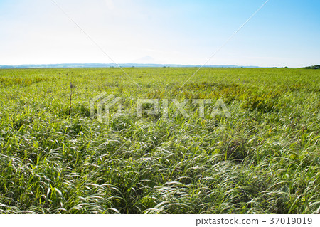 Sarobetsu Primitive Garden Steppe Sarobetsu Primitive Garden Steppe 37019019