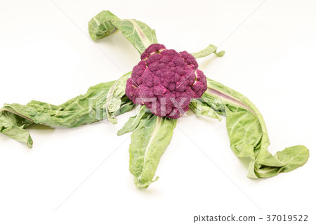 Purple Broccoli Vegan over white Purple Broccoli Vegan over white 37019522